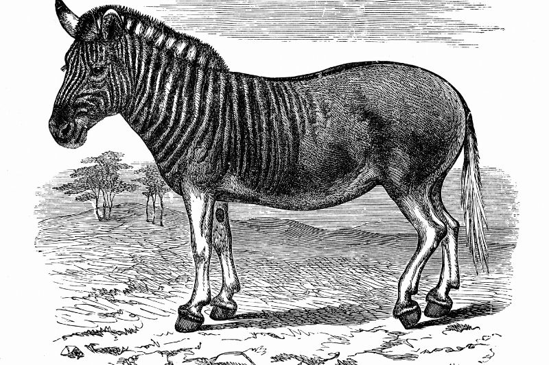 Quagga