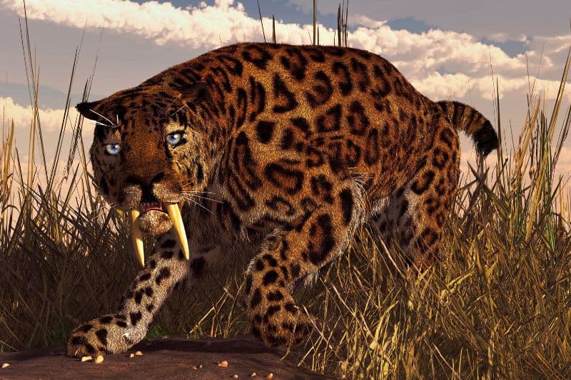 Sabre-Toothed-Cat