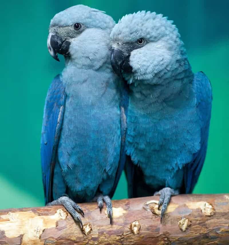 Spix-Macaw