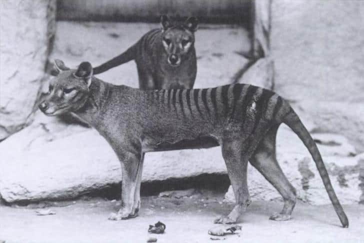 Tasmanian-Tiger