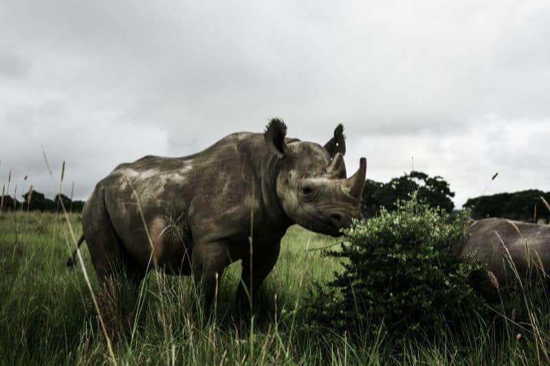 Western Black Rhinoceros