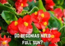 Do Begonias Need Full Sun? (Prefer Partial Shade)