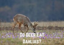 Do Deer Eat Dahlias? (Not Favorites)