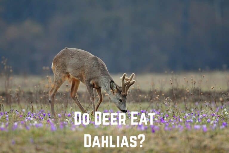 Do Deer Eat Dahlias? (Not Favorites) Conserve Energy Future