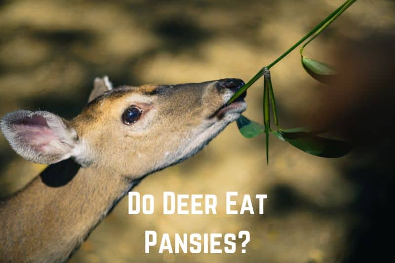 Do Deer Eat Pansies?