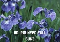 Does Iris Need Full Sun? (Prefer Full Sun)