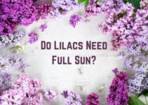 Do Lilacs Need Full Sun or Shade? (Need Direct Sunlight)