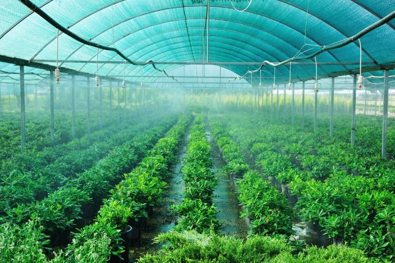 greenhouse-irrigation