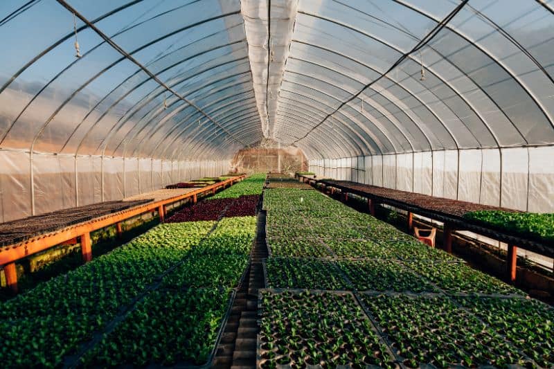 hydroponic-greenhouse