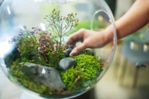 miniature-ecosystem-in-glass