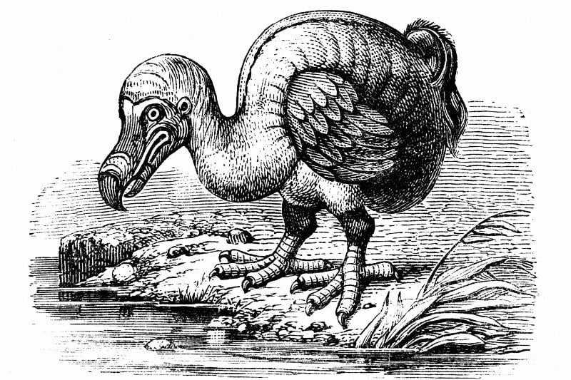potrait-of-Dodo-bird