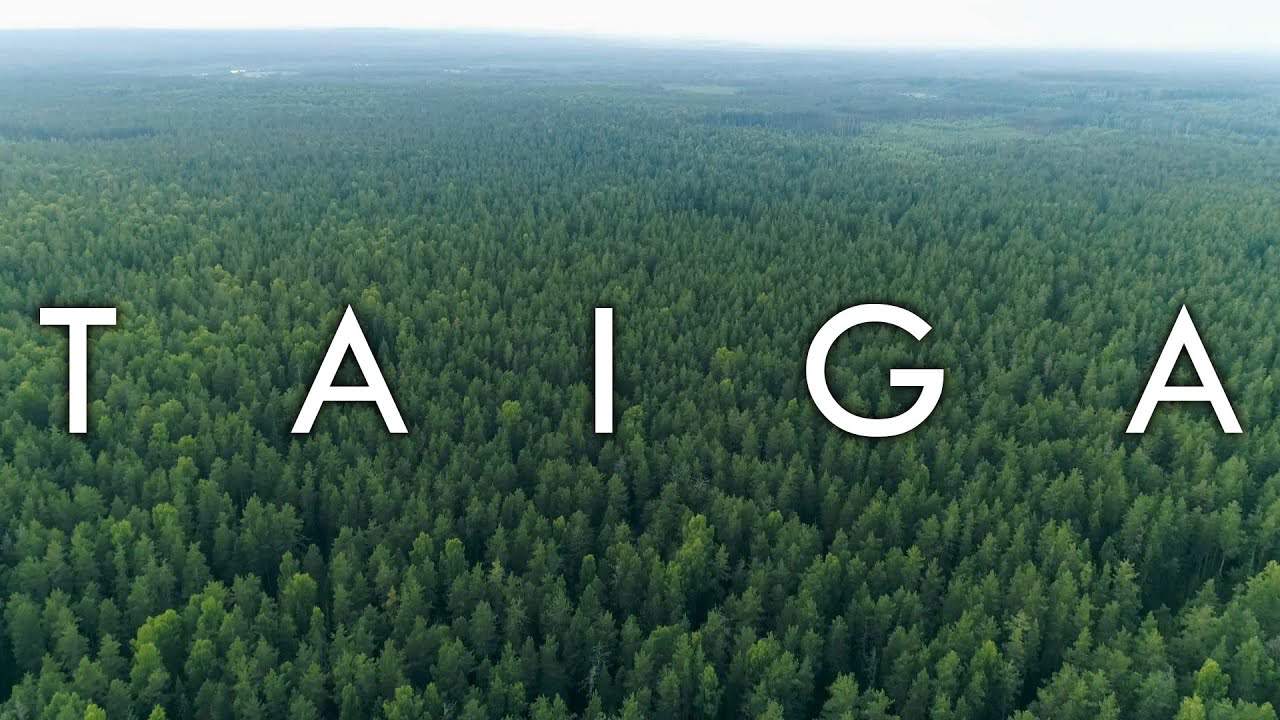 Taiga - Plant and Animal Adaptations 