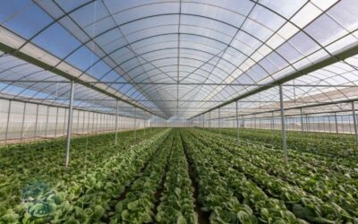 Are Greenhouses Bad for the Environment? (Find Out)