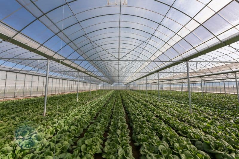 Buy Greenhouse Supplies After Knowing What You Want to Grow