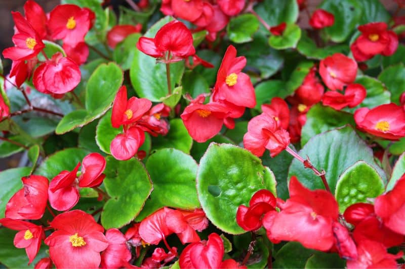 beautiful-begonias