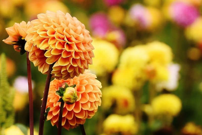 beautiful-dahlias