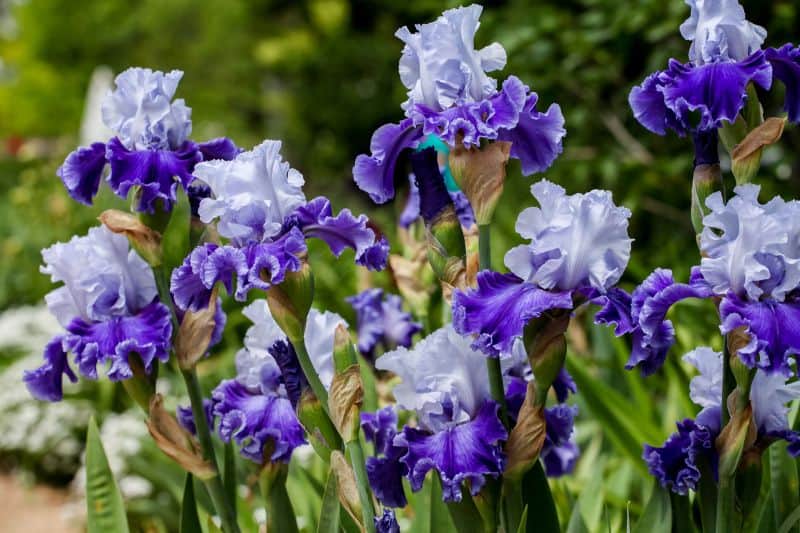 beautiful-irises