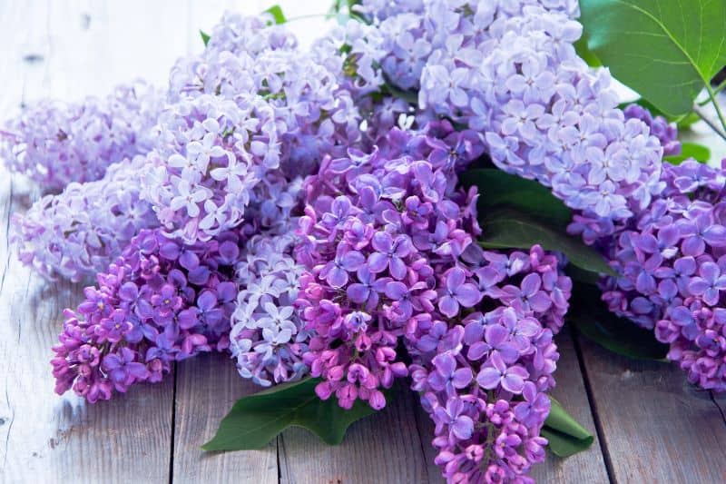 beautiful-lilacs