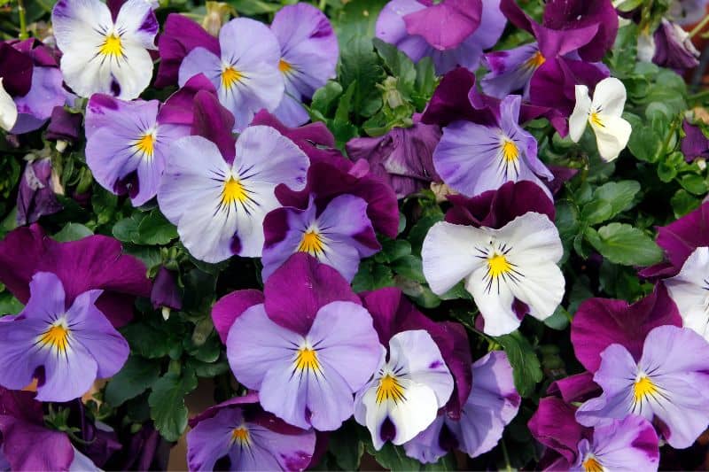 beautiful-pansies