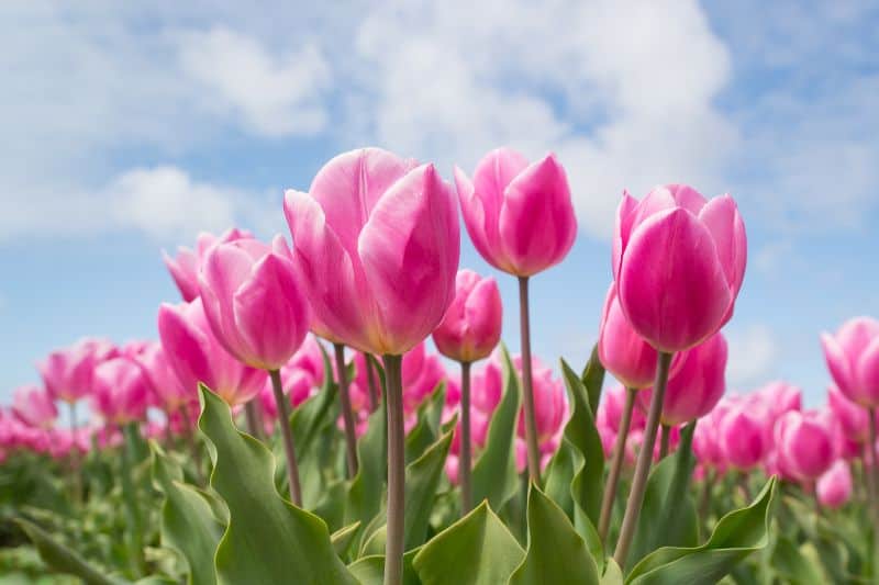 beautiful-tulips