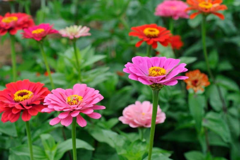 beautiful-zinnias