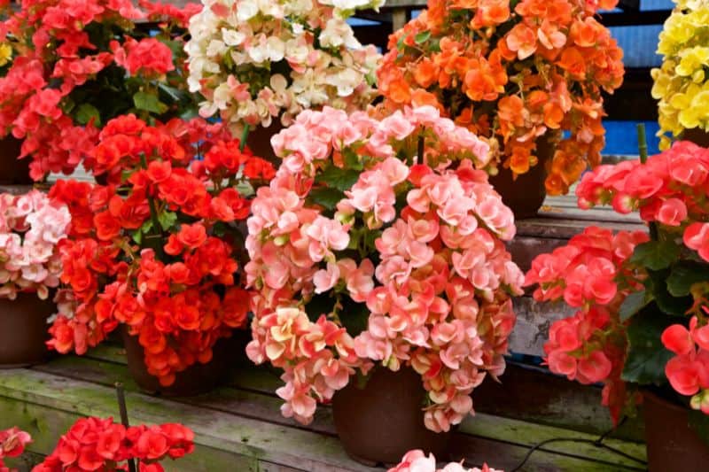 colorful-begonias