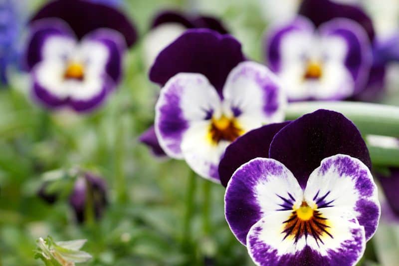 colorful-pansies