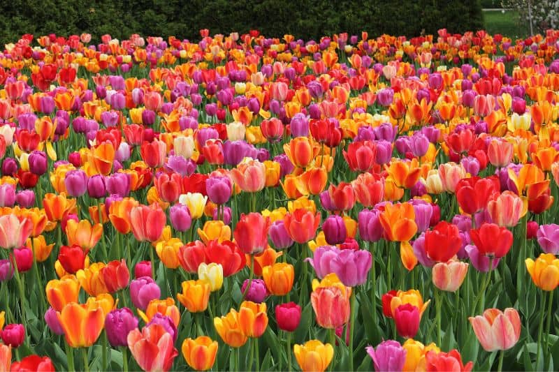 colorful-tulips