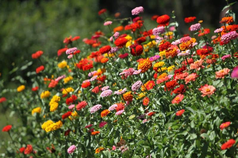 colorful-zinnias