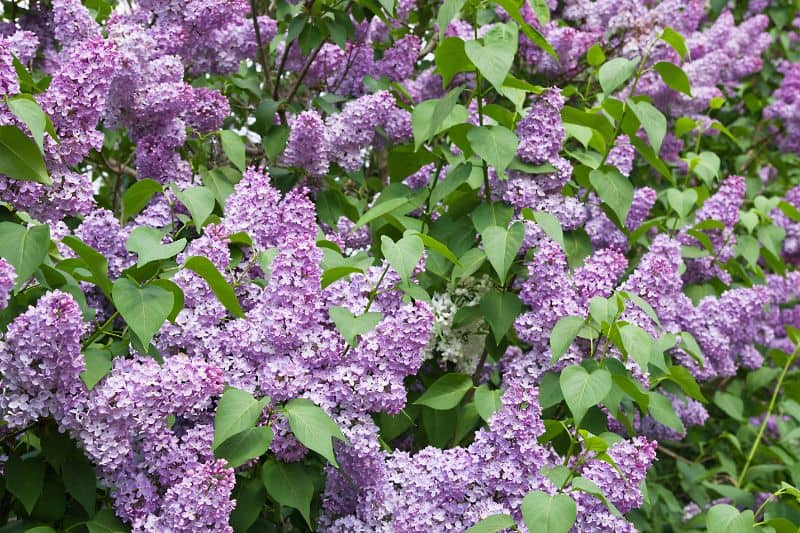 lilacs