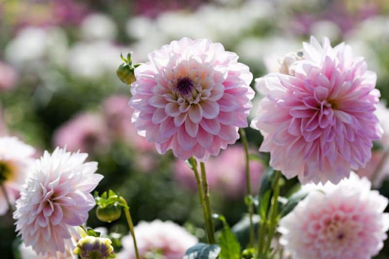 pink-dahlias