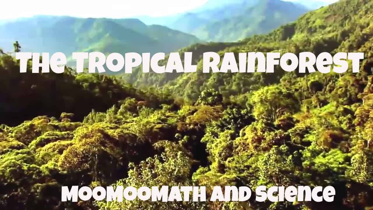 Tropical Rainforest Biome Location