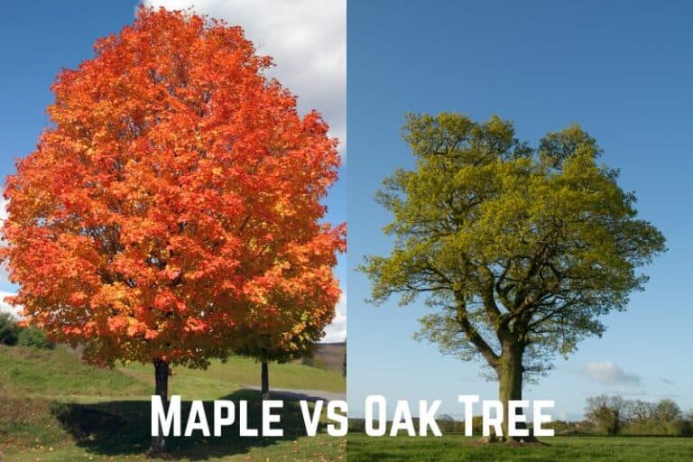 Maple vs Oak Tree Ways to Differentiate Between Them Conserve Energy
