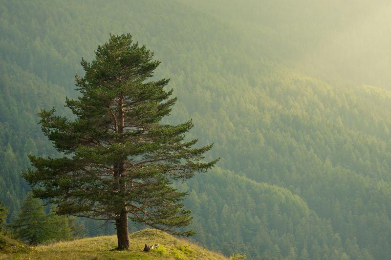 Do Pine Trees Have Deep Roots? (Yes. They Do) Conserve Energy Future