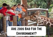 Are Zoos Good or Bad for the Environment?