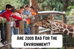 are-zoos-bad-for-environment