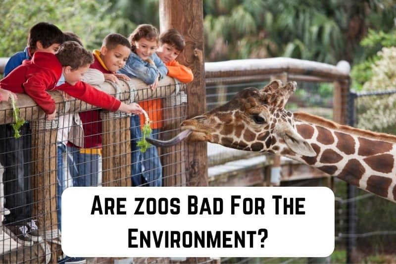 Are Zoos Good or Bad for the Environment? Conserve Energy Future