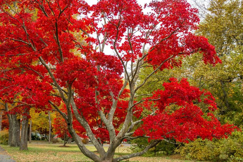 beautiful-maple-tree