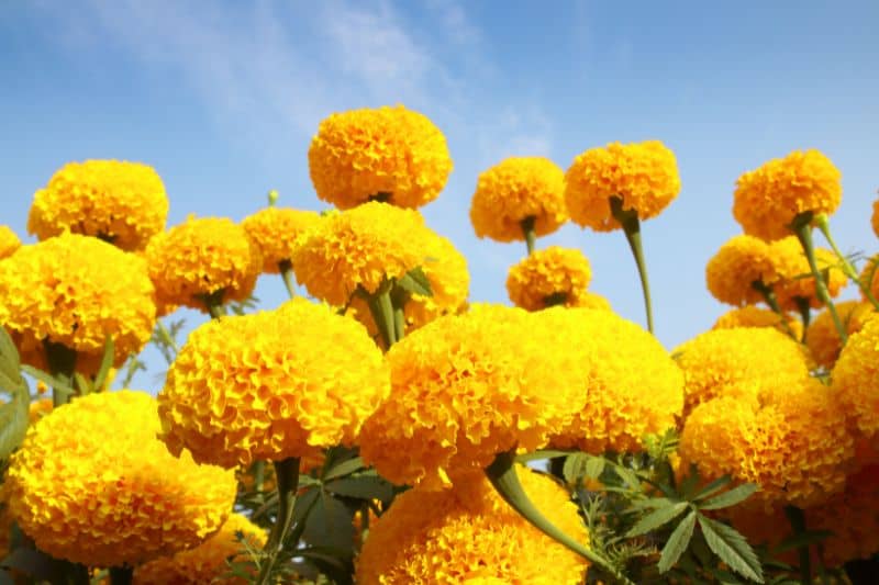 beautiful-marigolds