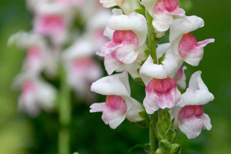 beautiful-snapdragons