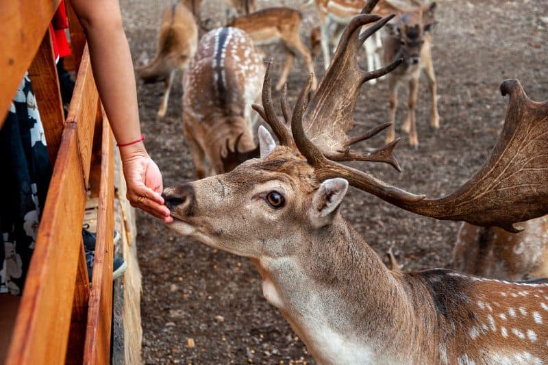 boy-feeding-deer-in-a-zoo
