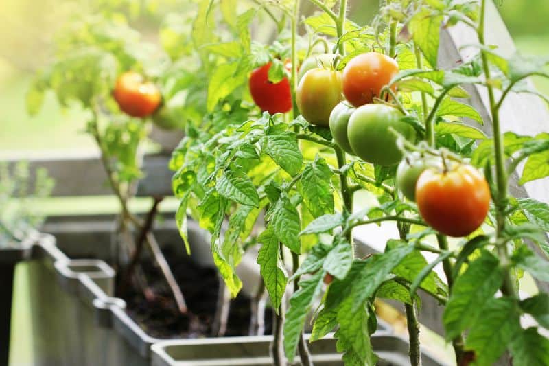 container-vegetables-gardening