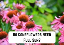 Do Coneflowers Need Full Sun?