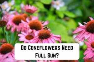 do-coneflowers-need-full-sun