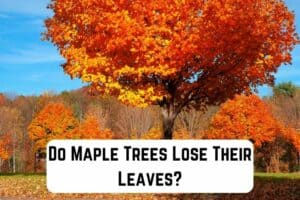 do-maple-trees-lose-their-leaves