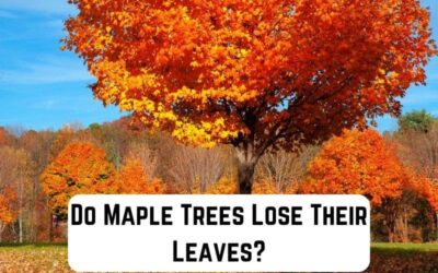 Do Maple Trees Lose Their Leaves?