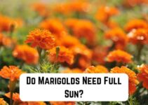 Do Marigolds Need Full Sun?