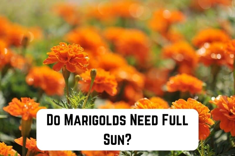 do-marigolds-need-full-sun