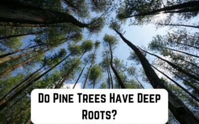 Do Pine Trees Have Deep Roots? (Yes. They Do)