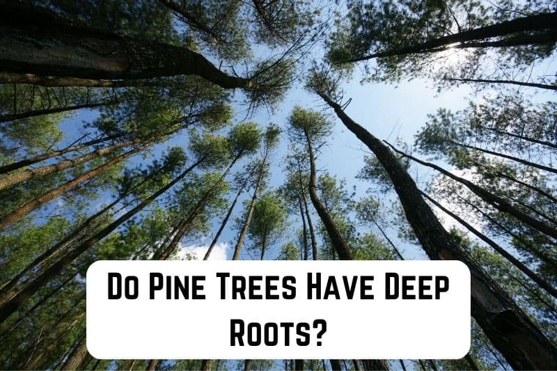 Do Pine Trees Have Deep Roots? (Yes. They Do) Conserve Energy Future